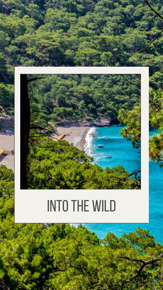 İnto The Wild Festivali: Fethiye Kabak Koyu görseli. Çam ormaları arasındaki koy.